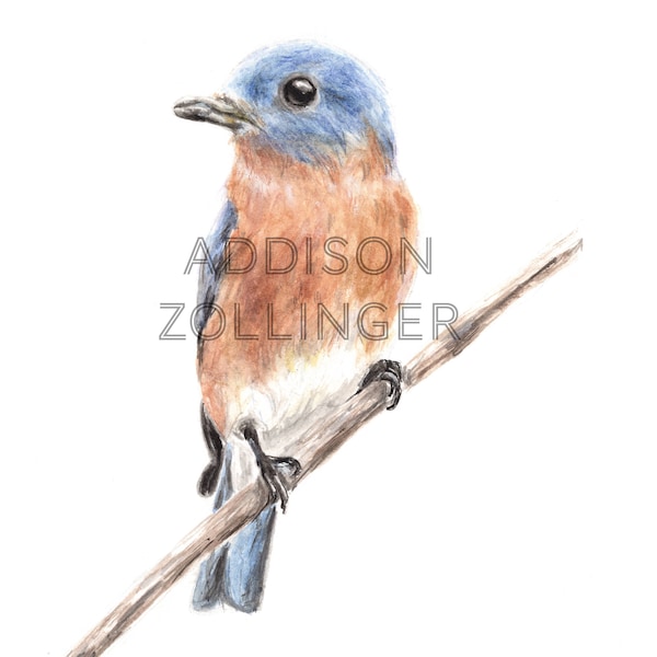 Bluebird Watercolor