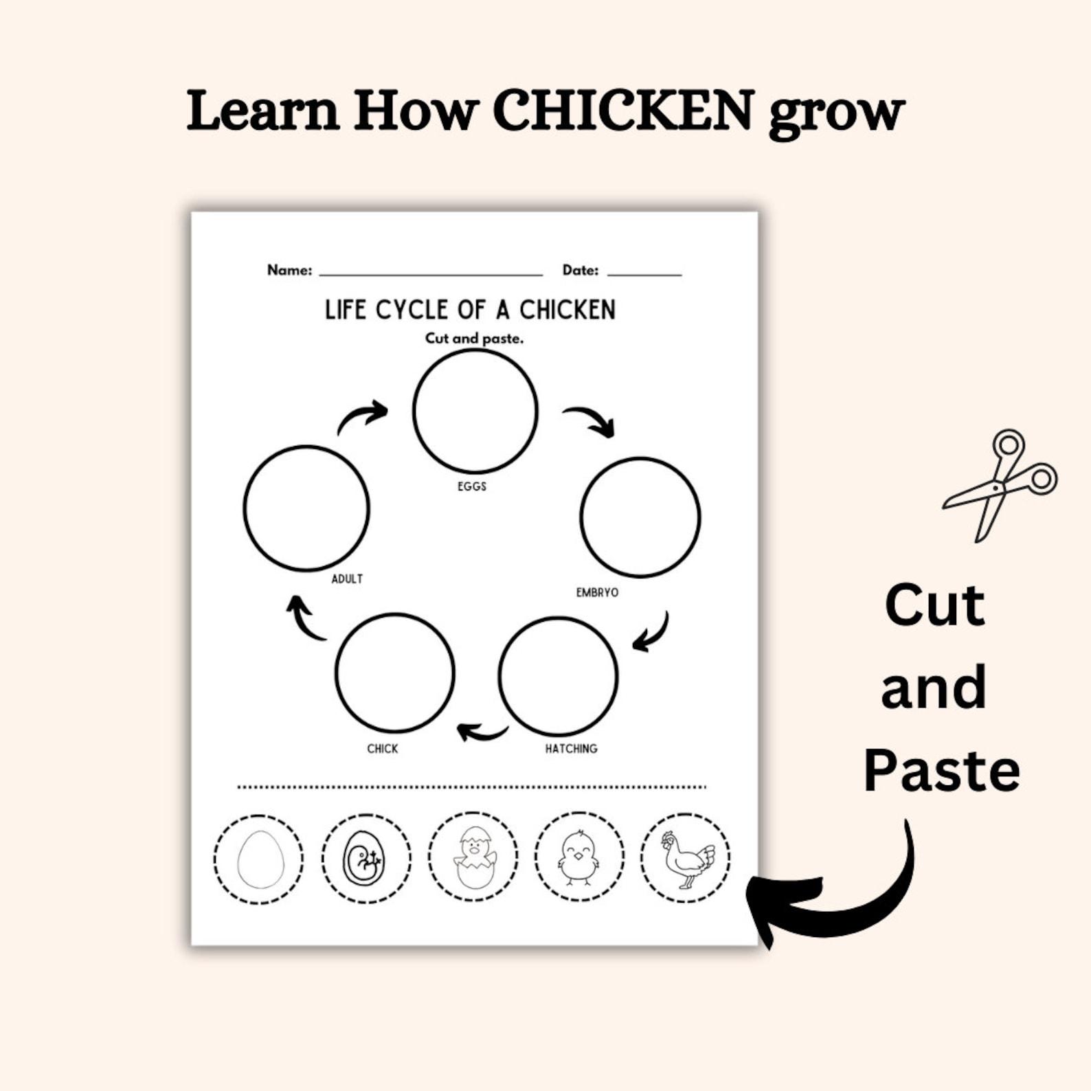 Chicken Life Cycle Worksheet Printable Download Kids Worksheet Animals ...