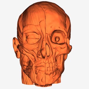 May include: An anatomical model of a human head, split vertically to reveal the musculature on one side and the skeletal structure on the other. The model is rendered in a warm orange hue, showcasing detailed anatomical features.