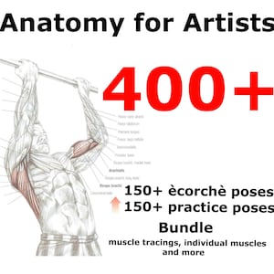 Può includere: Un'illustrazione digitale di una figura maschile in una posa di anatomia muscolare, con oltre 400 pose, tracce muscolari e muscoli individuali inclusi nel pacchetto. Il testo "Anatomy for Artists" è in alto nell'immagine, e il testo "150+ écorché poses 150+ practice poses Bundle" è in basso nell'immagine.