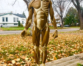 Ecorche Model, Anatomy model, Musculoskeletal Reference 60cm 24inches écorché