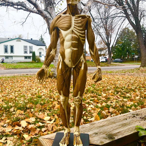 Ecorche Model, Anatomy model, Musculoskeletal Reference 60cm 24inches écorché