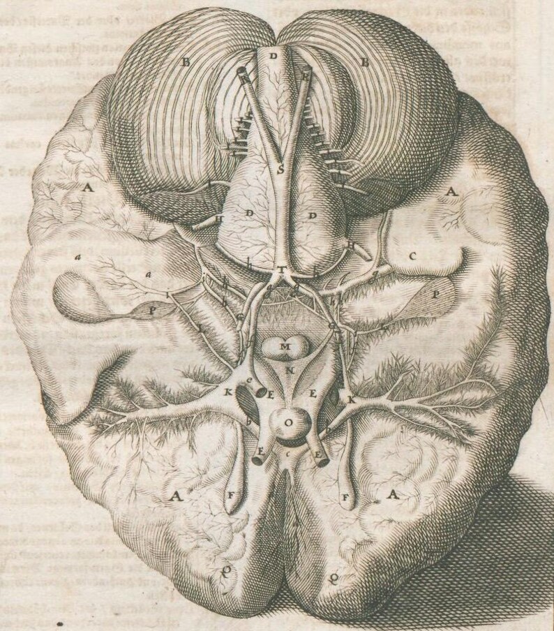 Anatomia Renesans Renaissance Anatomy Drawings Ecorche Collection in Ink - Etsy