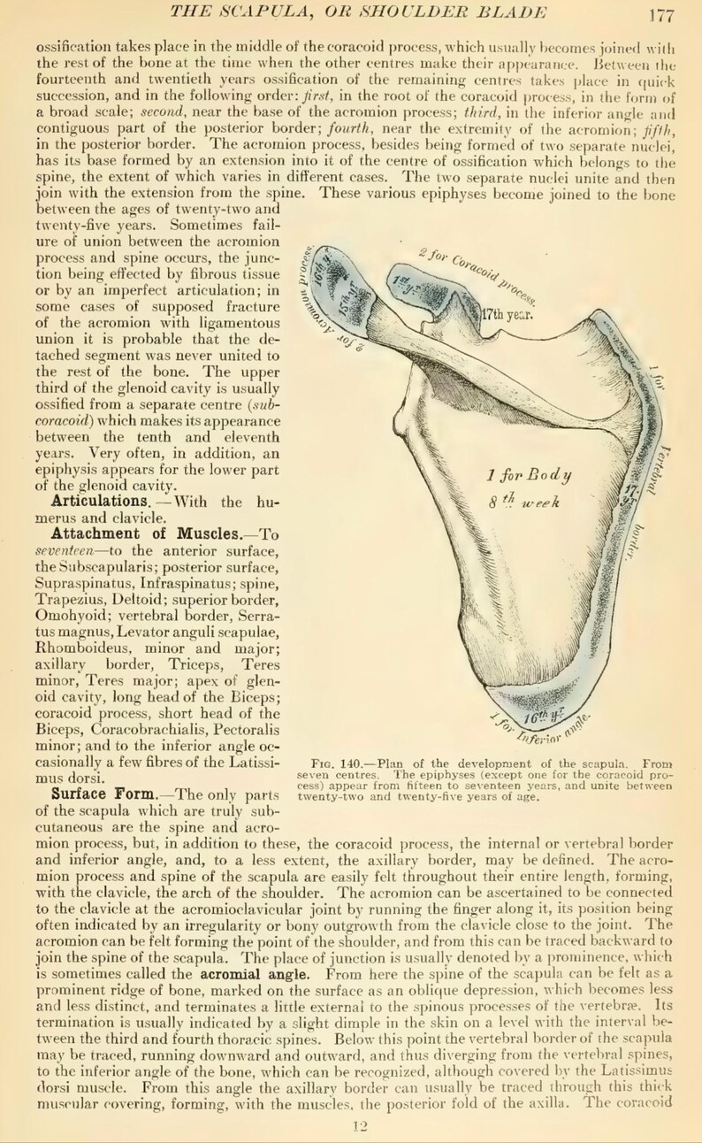 Grays Anatomy Medical Book Digital Download - Etsy