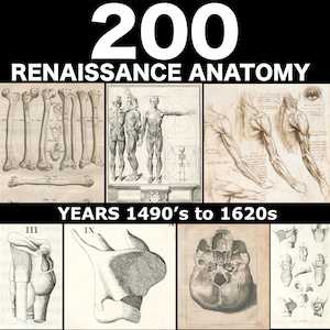 Renaissance Anatomy Drawings 200 Collection in Ink