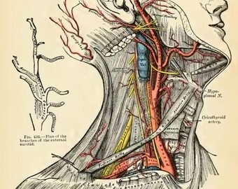 激レア‼️ANATOMIA『GRIEF ANATOMY』 Amazon.com: Gray's Anatomy: Anatomy, Descriptive and