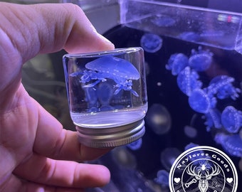 véritable méduse de taxidermie vintage dans une bouteille de trempage anti-pourriture, collection Real Marine Life, spécimens de sources éthiques