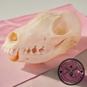 Gothic 15CM Real Fox Skull Bone Specimen After Cleaned and Bleached, Fox Skulls, Real Animal Skull Bone Specimens, Wholesale Discount