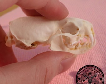 Real Mink Skull Bone Specimen, Bone After Cleaned and Bleached, Wholesale Exquisite Mink Skull, Handmade Mink Remains from Normal Deaths