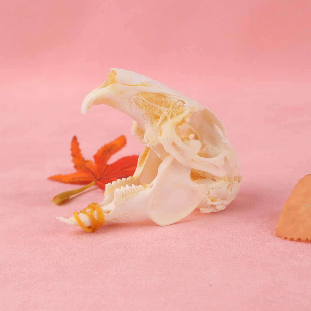 Taxidermy Real Animals Skull Decor - Animal Bones - Want It All