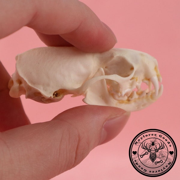 Real Mink Skull Bone Specimen, Bone After Cleaned and Bleached, Wholesale Exquisite Mink Skull, Handmade Mink Remains from Normal Deaths