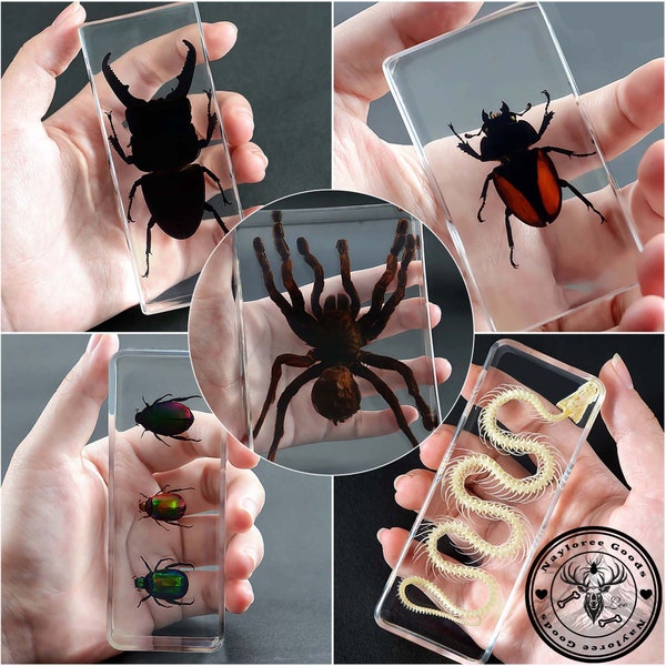 8 Style Real Insect Specimen Embedded in Clear Resin, Entomology Teaching, Ethically Sourced,Taxidermy Arthropod Bug For Bettle Lovers