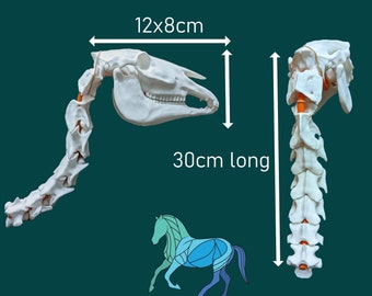 Modèle de crâne et de colonne cervicale équine - ENTIÈREMENT ARTICULANT