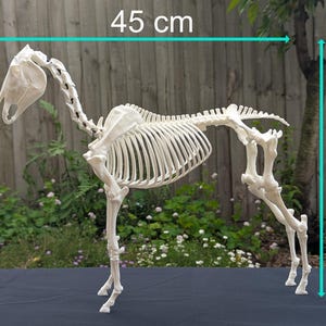 Hästskelettmodell