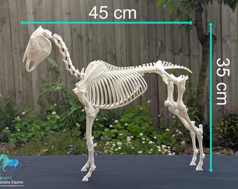 Pferd Skelett Modell