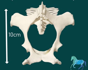 Equine Pelvis Model