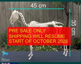 Modelo de esqueleto de caballo