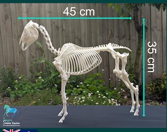 Horse Skeleton Model