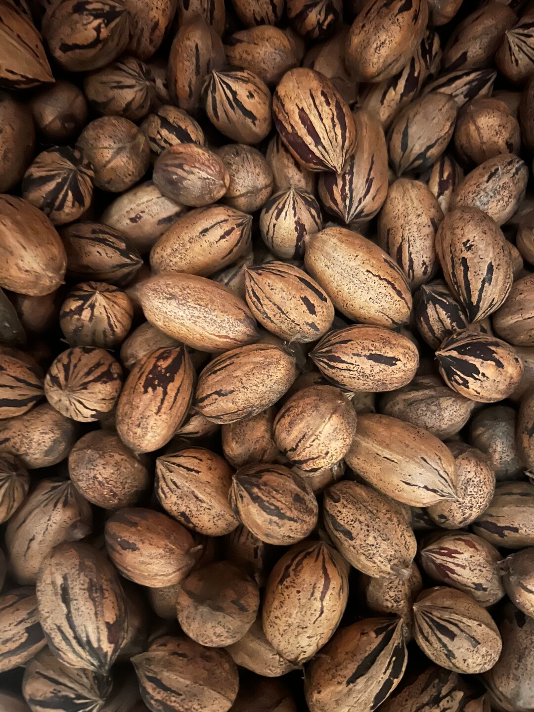 Native Texas Pecans in Shell Free Shipping Etsy