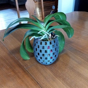 Orchid Checkerboard pattern planter