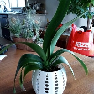 以下が含まれることがあります： 長い葉を持つ緑色の鉢植えの植物が、円形の模様がついた白い陶器の鉢に入っています。鉢にはたくさんの穴が開いています。植物は木のテーブルの上に置かれています。