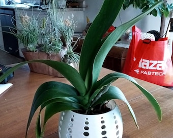 May include: A green potted plant with long leaves in a white ceramic pot with a circular pattern. The pot has many holes. The plant is on a wooden table.