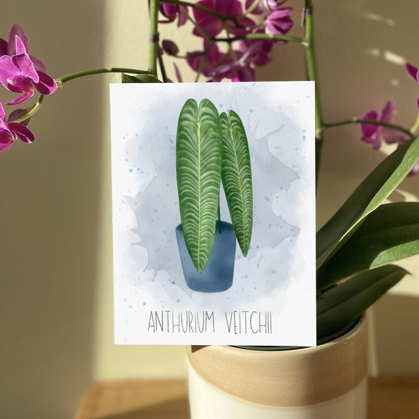 Anthurium Veitchii Illustrated Card | Plant Greeting Card | Watercolor Print | Blank Inside