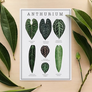 Affiche illustrée d'Anthurium | Poster végétal | Impression aquarelle | Affiche d'anthurium | Art d'Anthurium | Art végétal | Art mural botanique