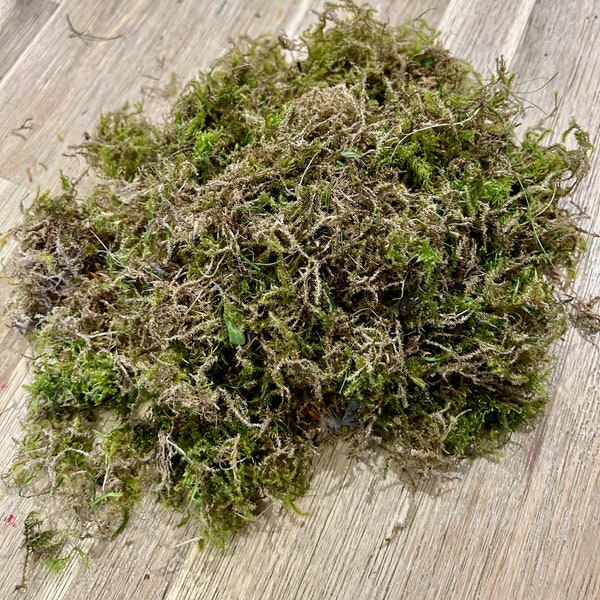 Dried moss for small animals for bedding, Terrarium Supplies, vivarium landscaping, Craft projects - 50 grams