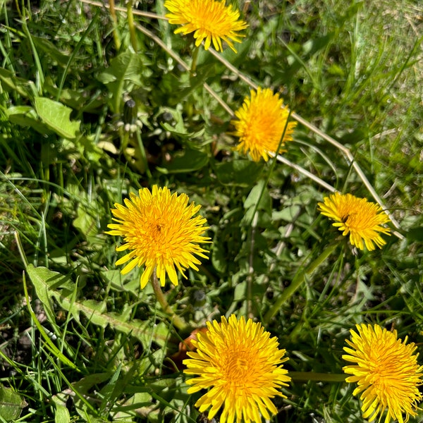 Fresh dandelion flowers.  Fresh heads from healthy plants. Super feed for animals such as tortoise, guinea pig, rabbits, etc