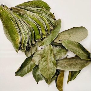 Soursop Leaves
