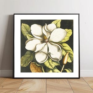 Magnolia Altissima Flower, Botanical Illustration, Vintage Floral Art, Floral Wall Art,Instant Digital Download, Printable Art
