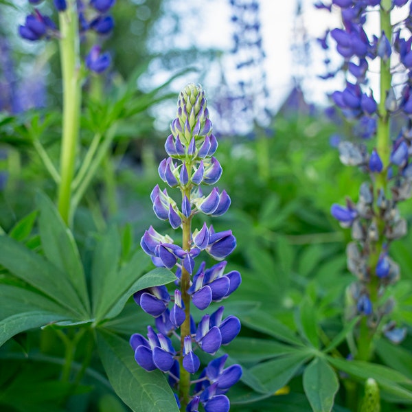 Lupine Flower Seed Starter Kit