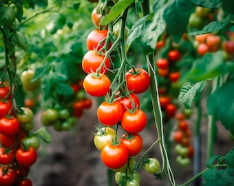 Tomato Vegetable Seed Starter Kit