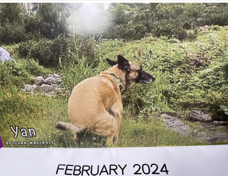 2024 Pooping Pooches Dog Calendar Dog Pooping in Beautiful Etsy