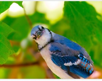 Curious Blue Jay Bird, Bird Photography, Wall Art Decor, Printable Art, Modern Photo, Blue Jay Bird, Digital Print, Nature, Outdoors, Color
