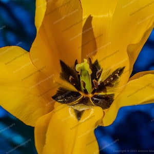 May include: A close-up of a yellow tulip flower with a dark center. The flower is in focus, while the blue background is blurred.