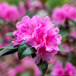 Rhododendron Flower Macro Photography Wall Art Decor, Vibrant Digital Print, Printable Poster, Printable Art, Instant Digital Download