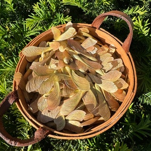 Decoração natural, artesanato, casamento, sementes de bordo, helicóptero de bordo de cor natural, suprimentos para artesanato, 200 peças/saco, decoração de casa, anjo