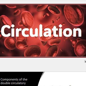 May include: A presentation about the circulatory system, with a red heart illustration and red blood cells. The text includes "Circulation", "What is the circulatory system?", "What is the heart?", and "Components of the double circulatory system".
