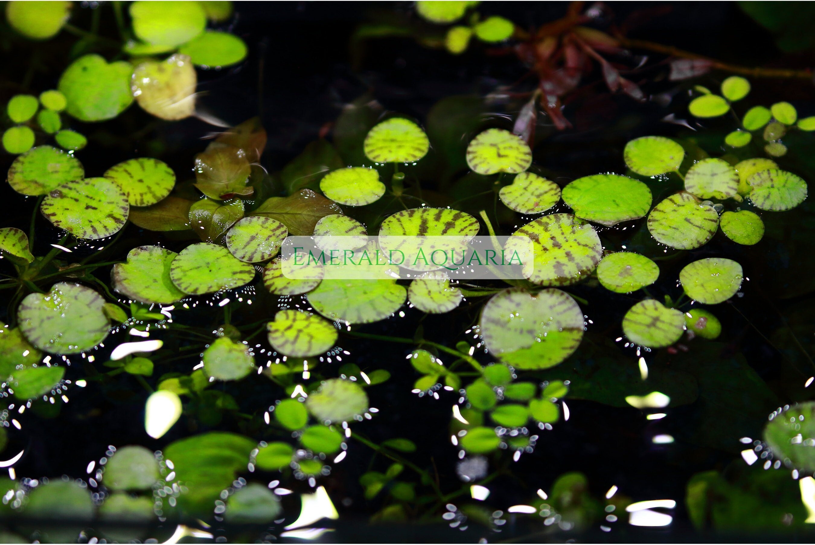 Tiger Frogbit RARE Floating Plant,for Aquariums,betta,guppies. - Etsy