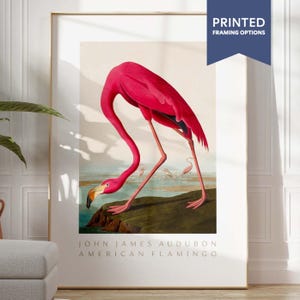 Flamingo Print - John James Audubon Bird Poster, Birds Wall Art, Pink Accent Decor