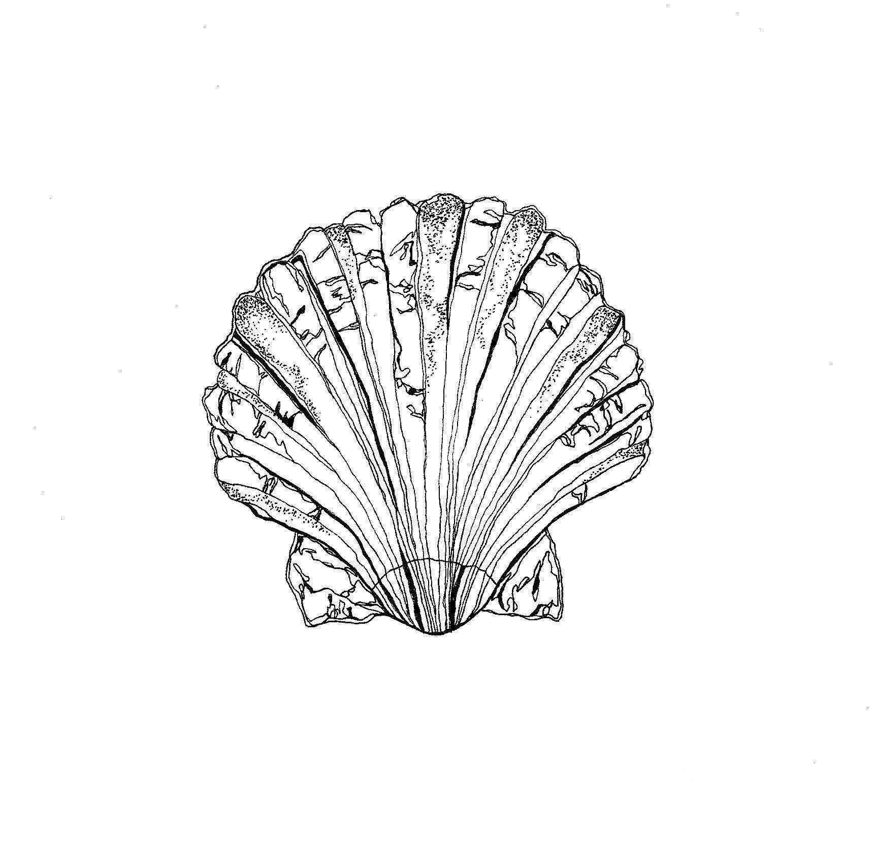 Detailed Shell Art Print: Stippling Illustration, Coastal Decor - Etsy