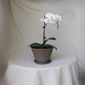 May include: A potted orchid plant with white and pink flowers. The plant is in a brown, tapered pot with a matching saucer. The background is a neutral, off-white fabric.