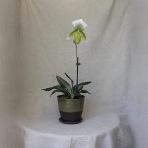 以下が含まれることがあります： 一輪の花を咲かせた鉢植えの蘭。花は、緑の縞模様のある白い花びらと黄色の中心部を持っています。植物は濃い緑色の葉を持ち、茶色と緑のツートンカラーの鉢に入っています。鉢は、お揃いの受け皿の上に置かれています。