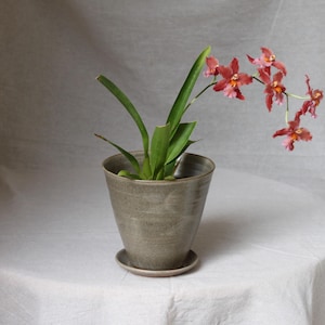 May include: A potted orchid plant with green leaves and reddish-orange flowers. The plant is in a grey ceramic pot with a matching saucer. The background is a neutral, off-white colour.