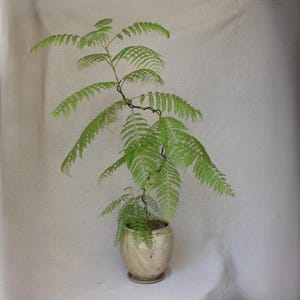 May include: A potted plant with bright green, fern-like foliage. The plant is in a beige ceramic pot with a matching saucer. The plant's branches curve elegantly, creating a graceful display against a neutral backdrop.