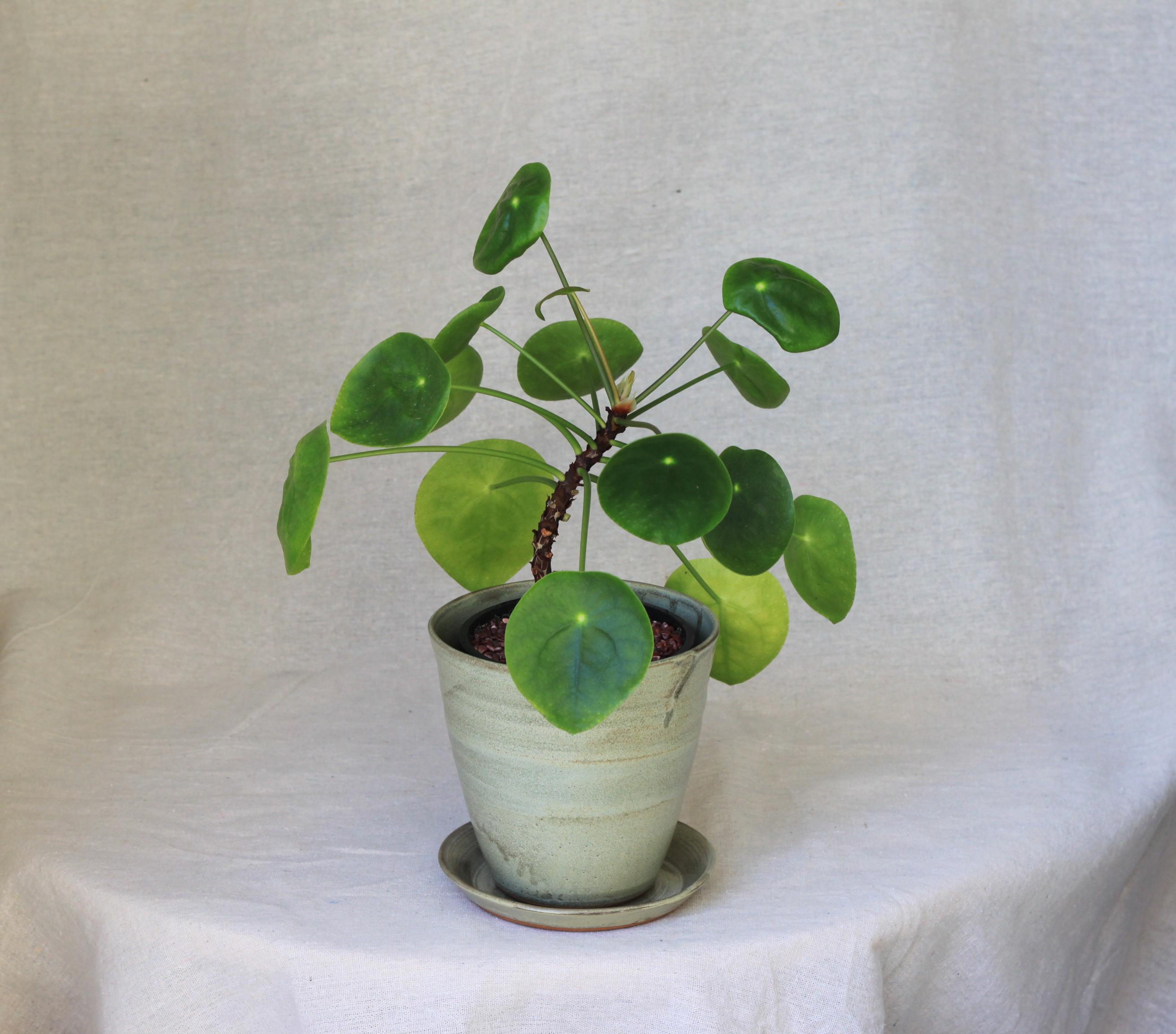 Handmade Ceramic Planter