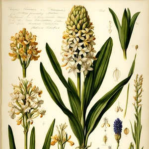 Plantes botaniques : jacinthe. Téléchargements numériques de cartes, puzzles, papier d'emballage, journaux indésirables, couvertures de livres. Vendez ce que vous fabriquez.