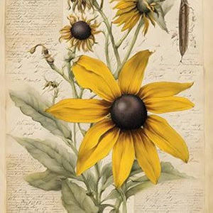 Botanicals: Black Eyed Susan. Digital downloads for cards, puzzles, wrapping paper, junk journals, book covers. Sell what you make.